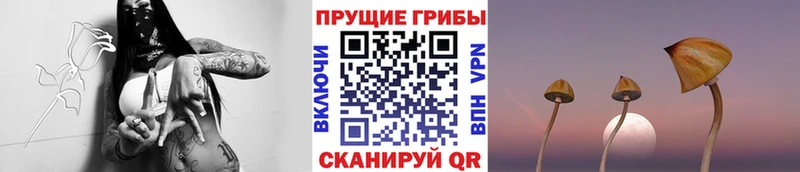 Псилоцибиновые грибы Psilocybine cubensis Нарьян-Мар